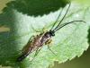 Campopleginae inconnu
